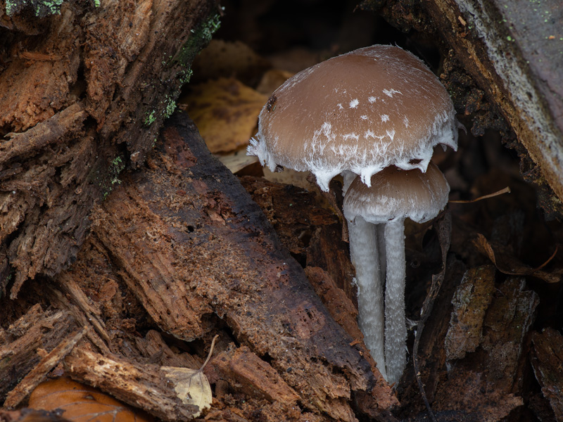 Psathyrella spintrigeroides